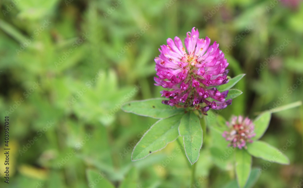 The opened flower of pink clover. The opened flower of pink clover.