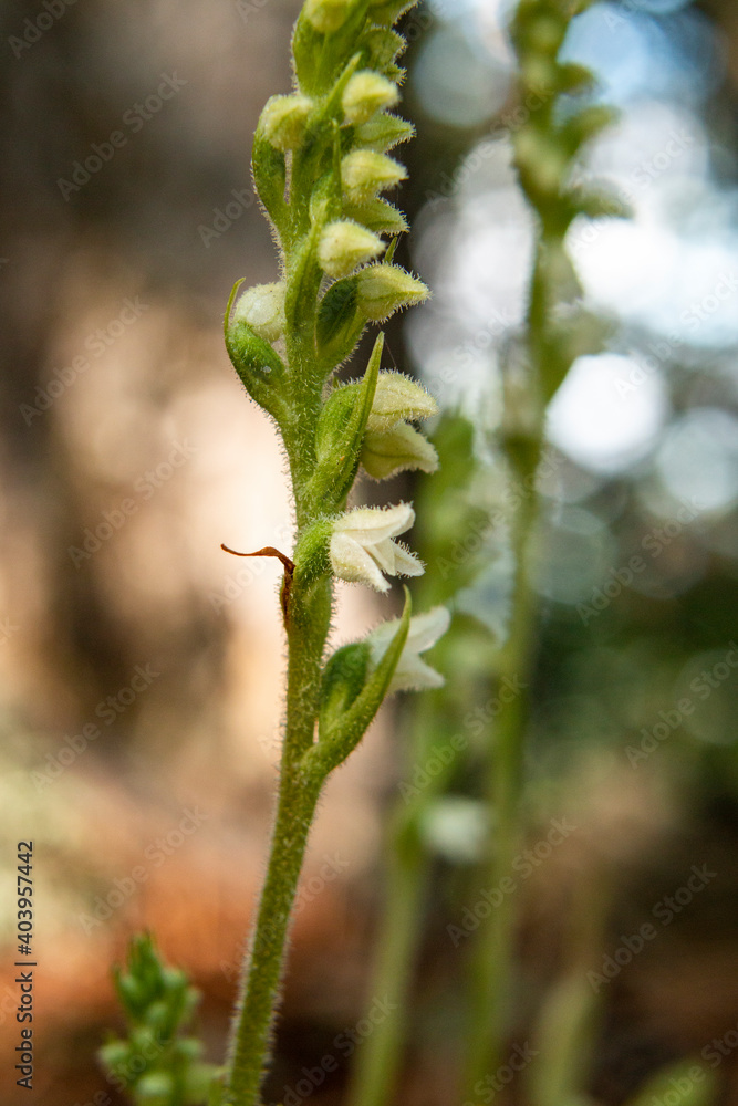 Orchid of Autumn Lady's-tresses macro photography Orchid of Autumn Lady's-tresses macro photography