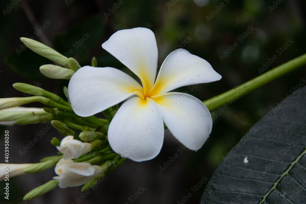 Fototapeta premium Plumeria, également nommé frangipanier, originaire des régions tropicales et subtropicales