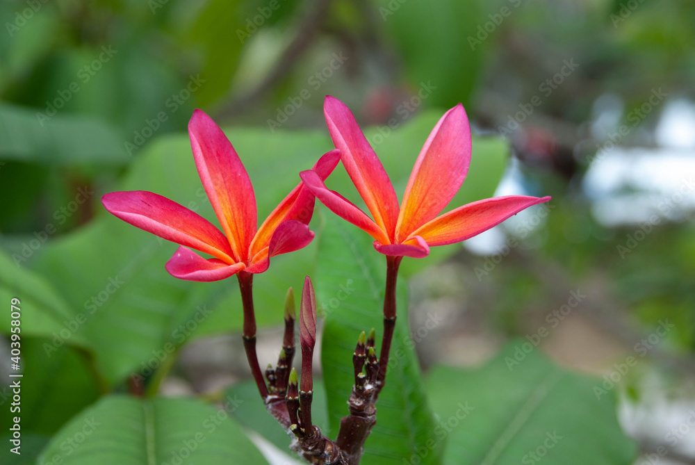 Fototapeta premium plumeria rubra ou frangipanier rouge