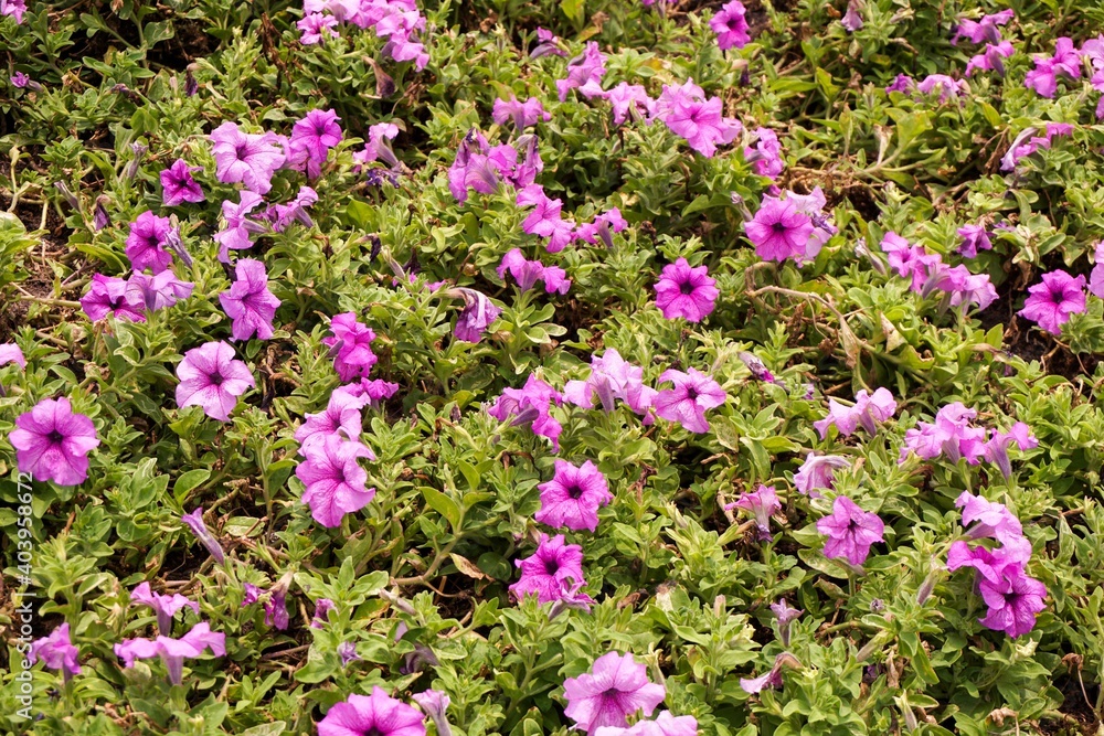 Fototapeta premium Petunia hybrid flower in nature garden