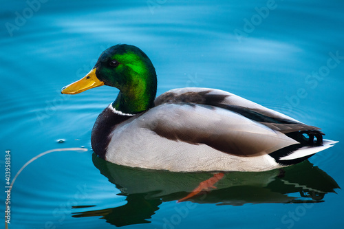 A male mallard duck on the water