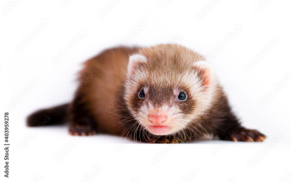 Ferret puppy on a white background. Pet's chocolate color. Little baby ermine, weasel, marten. Ferret puppy on a white background. Pet's chocolate color. Little baby ermine, weasel, marten.