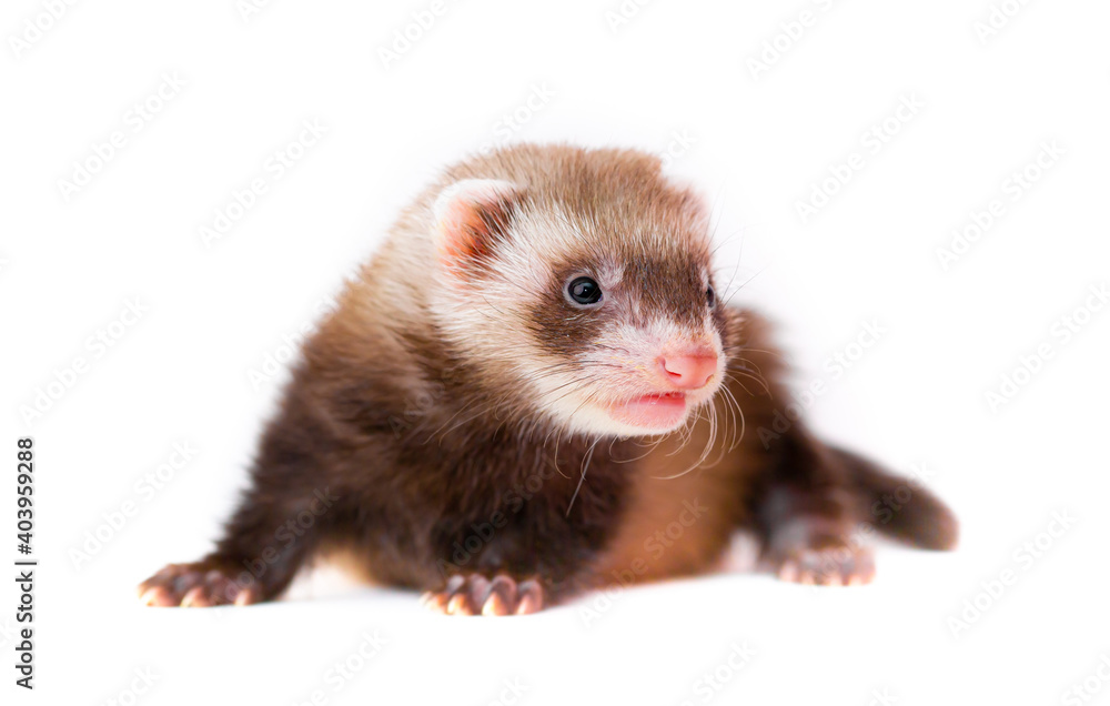 Ferret puppy on a white background. Pet's chocolate color. Little baby ermine, weasel, marten. Ferret puppy on a white background. Pet's chocolate color. Little baby ermine, weasel, marten.