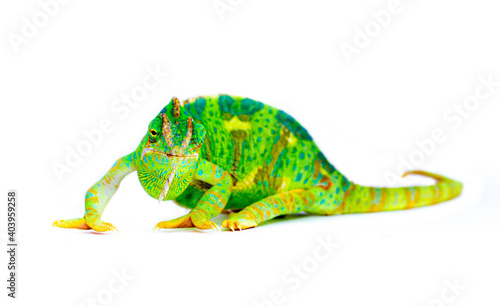 Chameleon closeup isolated on white background. Multicolor beautiful reptile chameleon with colorful bright skin. The concept of disguise and bright skins. Exotic tropical animal.