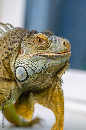 closeup view of the green iguana