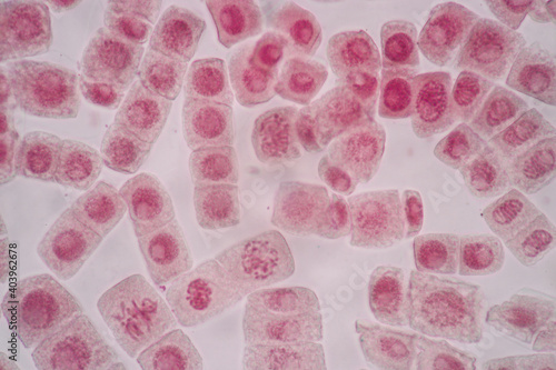 Cell Division and Cell Cycle under the microscope. 