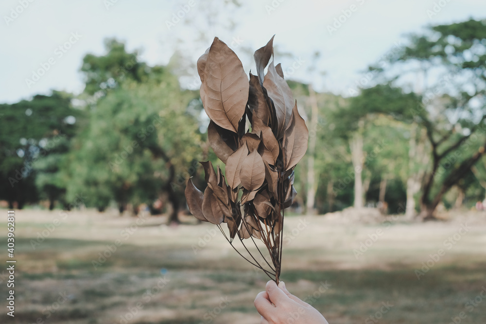 Obraz premium A woman holding dry leaves with green park background
