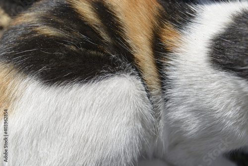 Background texture Striped Calico Cat fur