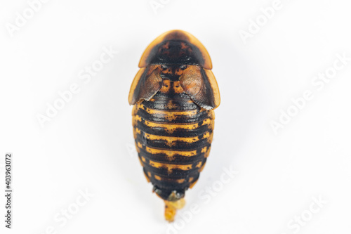 Study of the structure of Blaptica dubia, Dubia roach, also known as the orange-spotted roach in the laboratory.
 photo