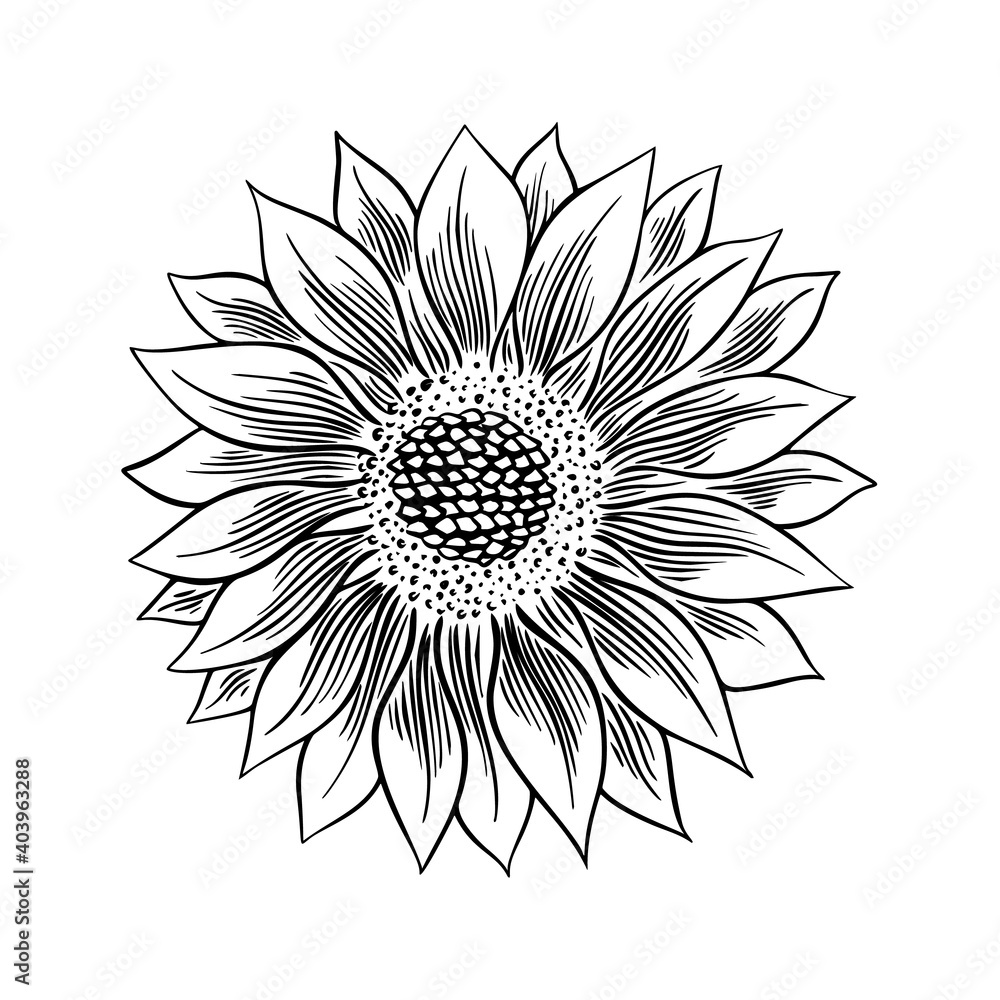 Sunflower seed and flower drawing set. Hand drawn isolated illustration. Food ingredient vintage sketch. Sunflower seed and flower drawing set. Hand drawn isolated illustration. Food ingredient vintage sketch.
