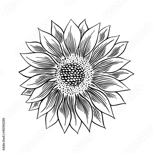 Sunflower seed and flower drawing set. Hand drawn isolated illustration. Food ingredient vintage sketch.