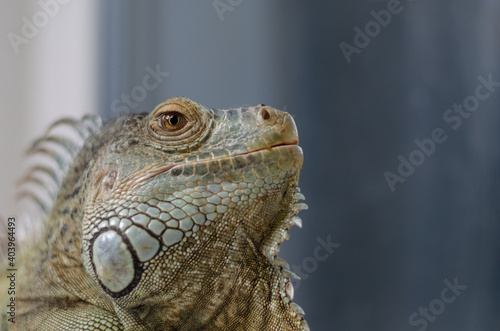 closeup view of the green iguana