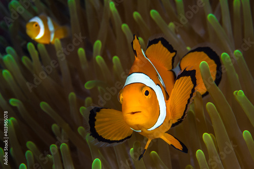  Clownfish swimming in front of its home anemone (Amphiprion ocellaris)