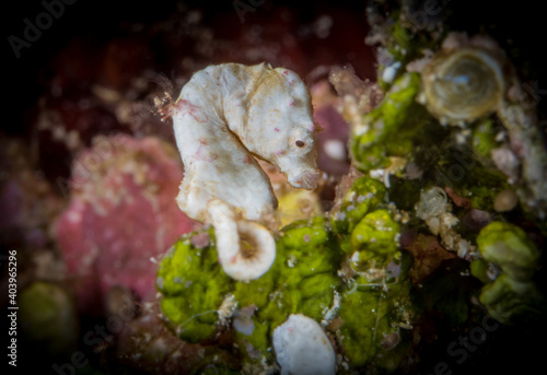Coleman's pygmy seahorse hiding in halemida grass (Hippocampus pontohi) photo