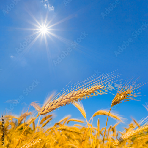 closeup golden wheat field under a sparkle sun, summer agricultural scene