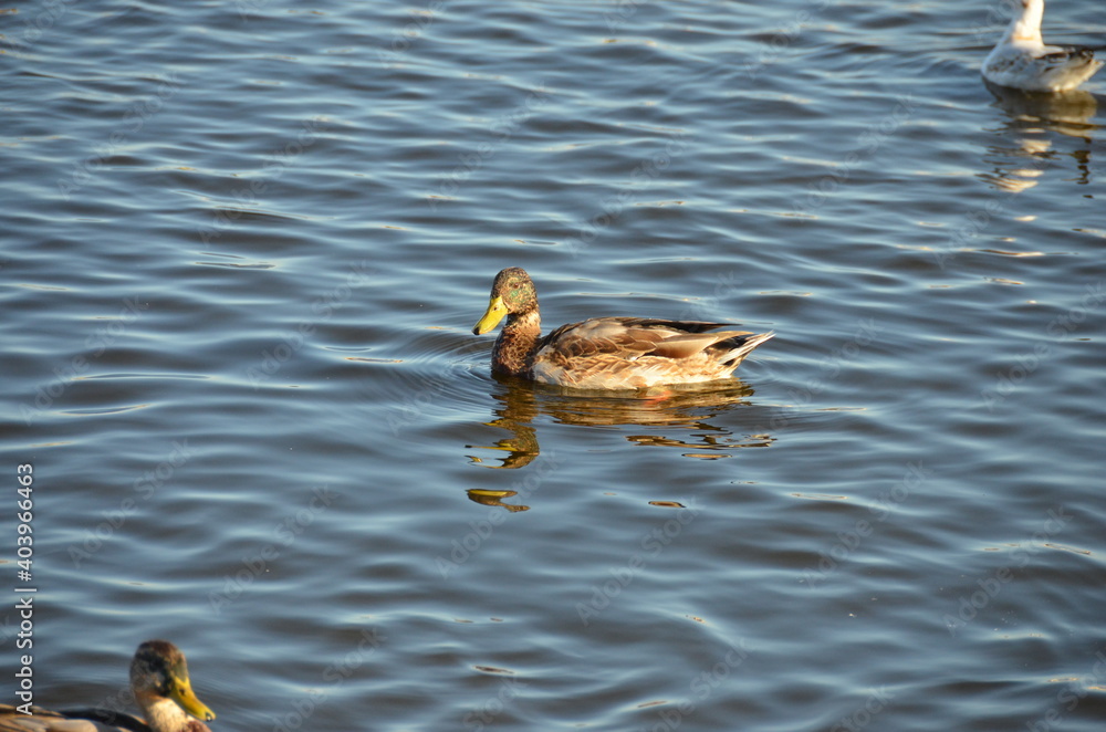 Cute duck on the lake in the city Cute duck on the lake in the city