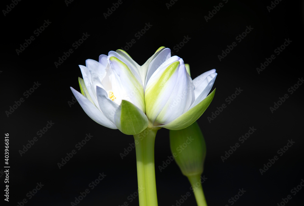 Fototapeta premium White twin lotus on black background