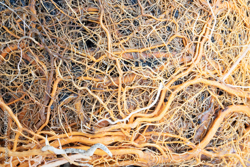 Fotografiet Plant roots background. Agriculture concept. Plant roots network.