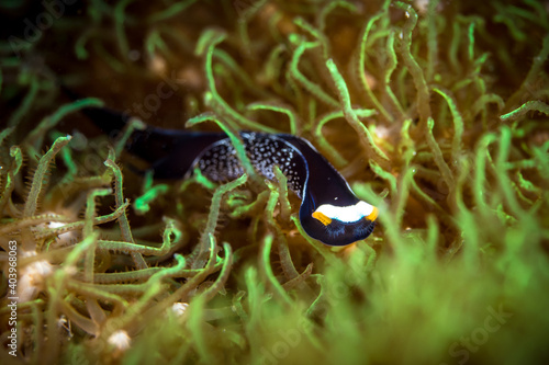 Nudibranch sea slug crawling around muck diving site