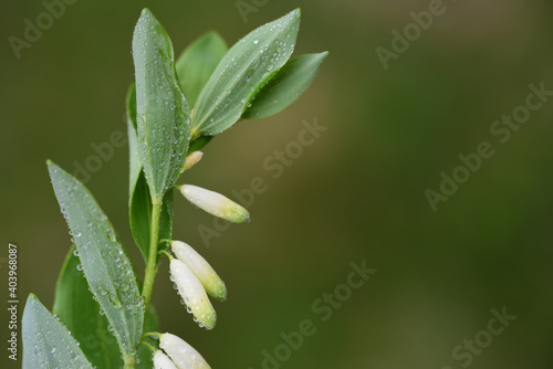 Delicate white flowers hang on a Solomon's seal or the Weisswurz (Polygonatum officinale Moench) and are covered with water droplets, in landscape format photo