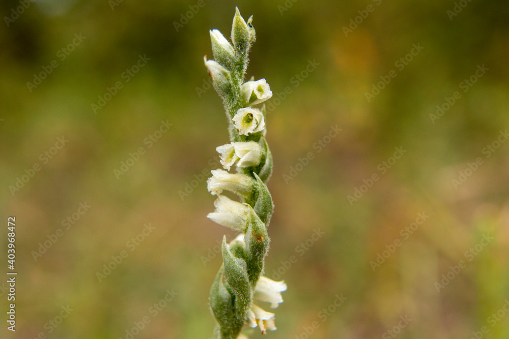 Orchid of Autumn Lady's-tresses macro photography Orchid of Autumn Lady's-tresses macro photography