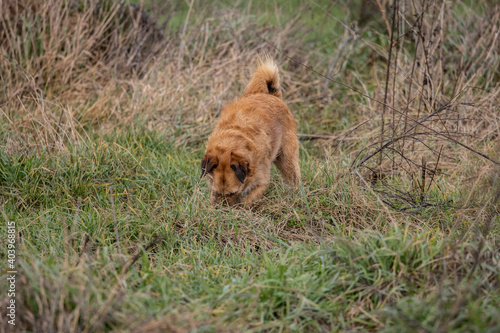 dog digs in the ground, terrier dog dig a hole in the ground