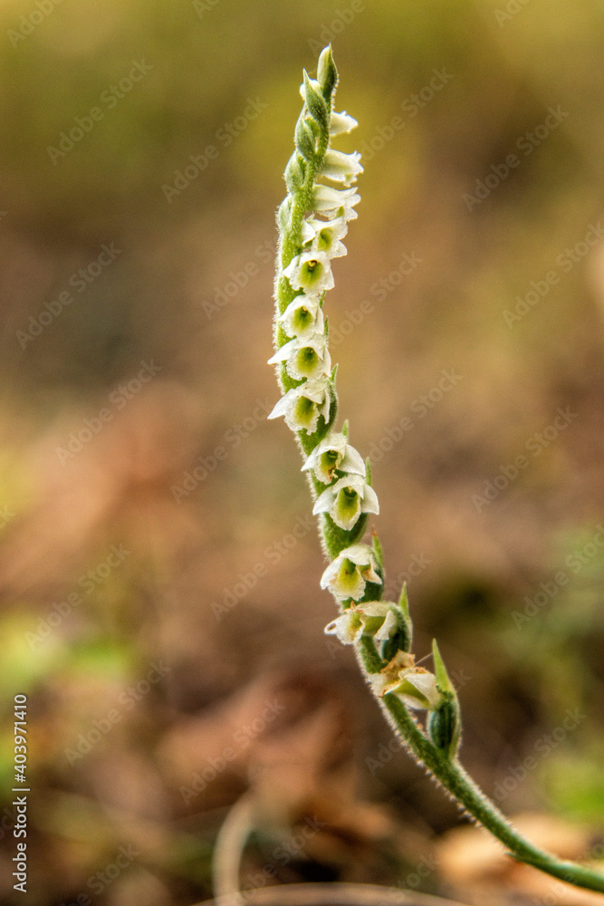 Orchid of Autumn Lady's-tresses macro photography Orchid of Autumn Lady's-tresses macro photography