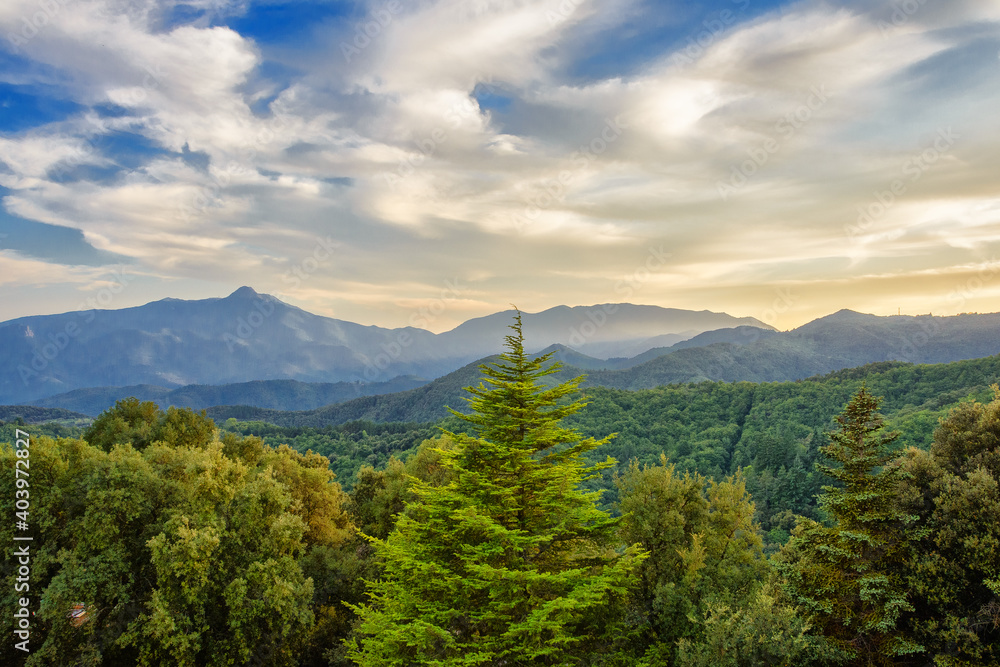 Fototapeta premium Sant Hilari Sacalm. Bosques de abetos y pinos