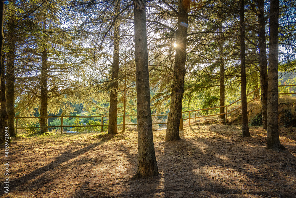 Fototapeta premium Sant Hilari Sacalm. Bosques de abetos y pinos