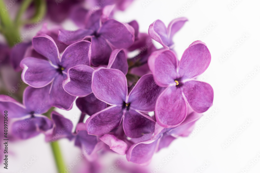 Syringa vulgaris. Purple lilac flowers. Closeup of common Lilac Syringa vulgaris. Purple lilac flowers. Closeup of common Lilac