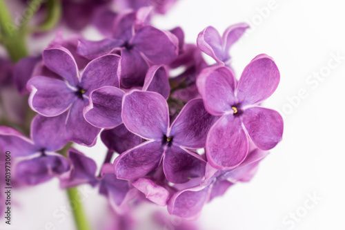 Syringa vulgaris. Purple lilac flowers. Closeup of common Lilac