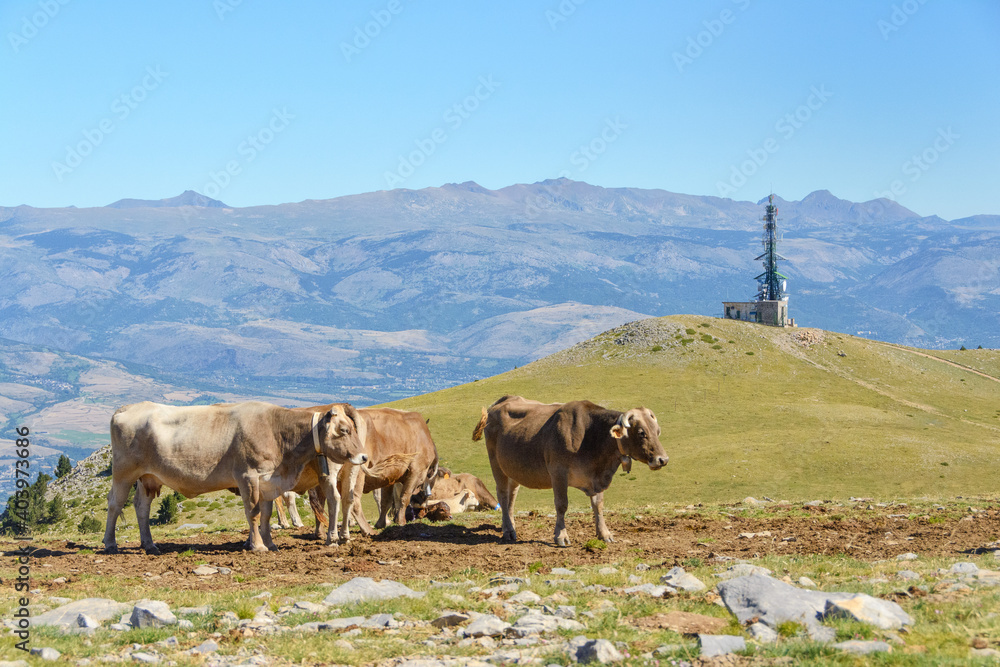 Vacas de alta montaña