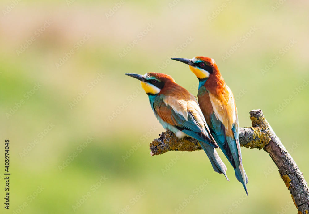 Obraz premium Pair of Common Bee-eater perch on stick