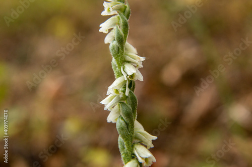 Orchid of Autumn Lady's-tresses macro photography