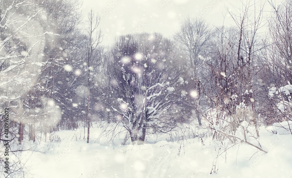 Fototapeta premium Winter forest landscape. Tall trees under snow cover. January frosty day in the park.