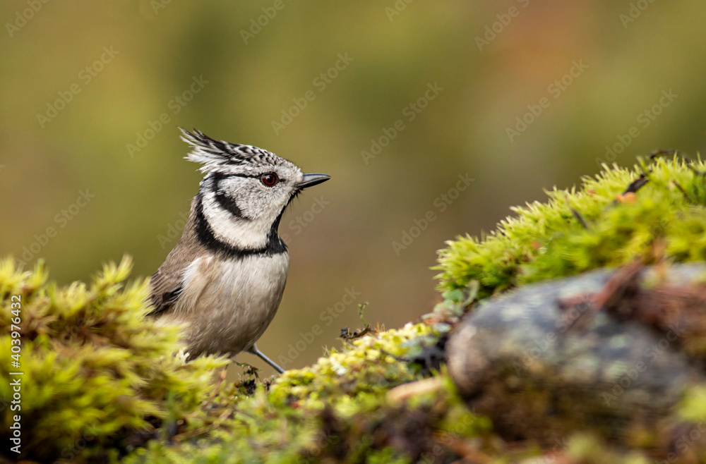 Cute Crested Tit in autumn background Cute Crested Tit in autumn background