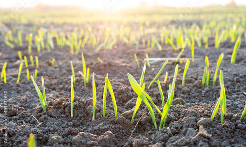 Young barley sprouts growing on a field in black soil.