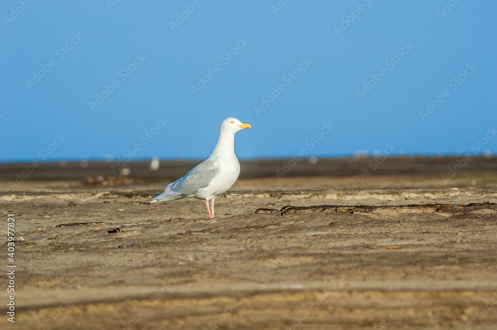 Glaucous Gull (Larus hyperboreus) in Barents Sea coastal area, Russia Glaucous Gull (Larus hyperboreus) in Barents Sea coastal area, Russia