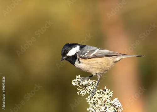 Coal Tit perching on mossy branch