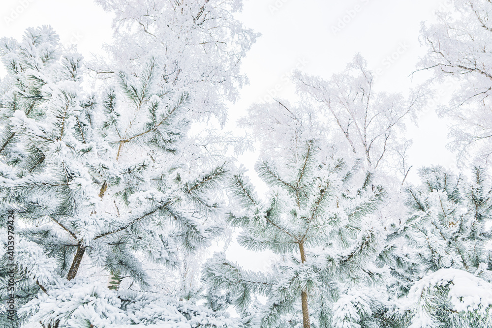 Green Christmas trees and pines, covered with hoarfrost, in a winter forest against a blue sky Green Christmas trees and pines, covered with hoarfrost, in a winter forest against a blue sky