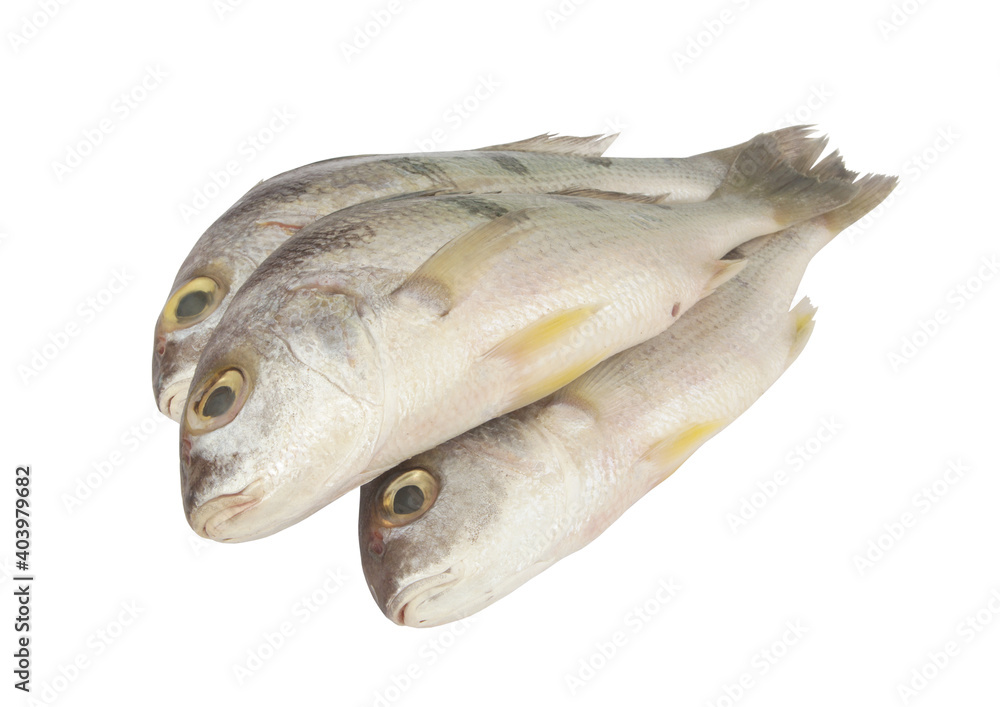 Three saddle grunt fish isolated on white background Three saddle grunt fish isolated on white background