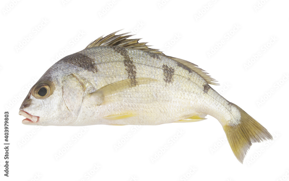 Saddle grunt fish isolated on white Saddle grunt fish isolated on white