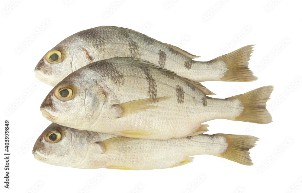 Saddle grunt fish isolated on white background, Pomadasys maculatus Saddle grunt fish isolated on white background, Pomadasys maculatus