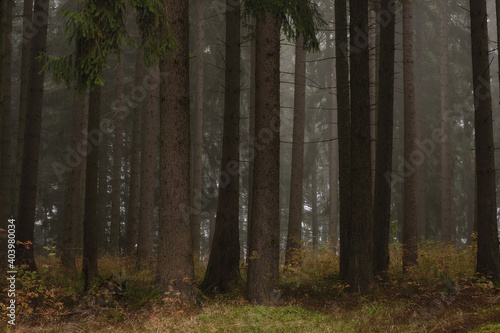 Wald © katmouton