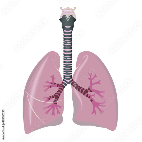 Lungs human internal organ. Illustration of human lungs. Vector illustration.