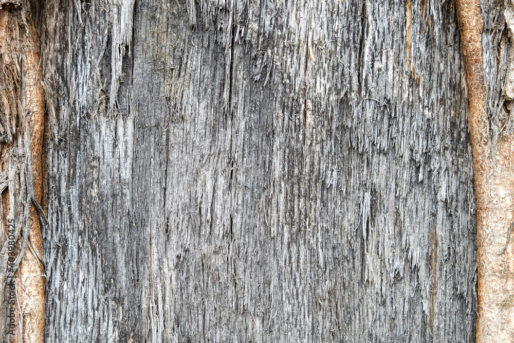 Obraz premium Old natural wooden shabby background close up, old wood background, texture of bark wood use as natural background