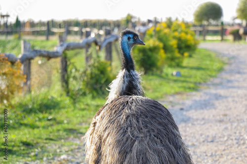 A beautiful ostrich walks through the park.
