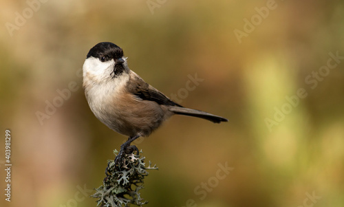 Small Willow Tit in autumn forest © georgigerdzhikov