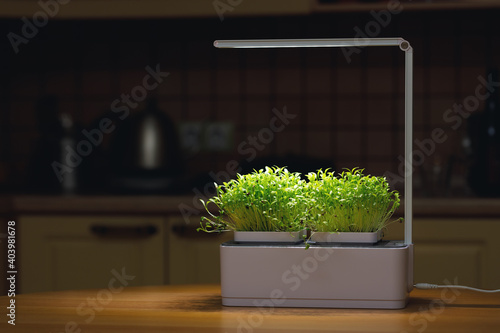 Lamp for growing homegrown microgreens. Microgreens are a source of useful microelements and vitamins on a kitchen background. photo